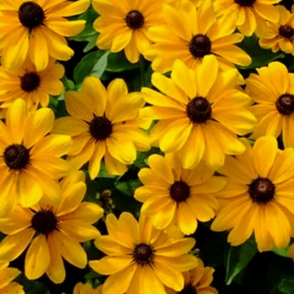 brown_eyedsusan